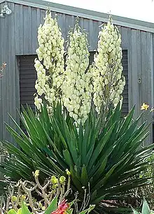 Yucca