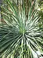 Foliage rosette