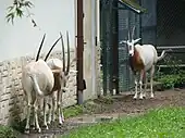 Scimitar oryx