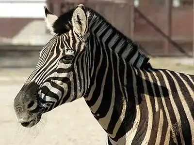 Zebra