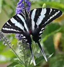 Zebra swallowtail(Eurytides marcellus)tribe Leptocircini