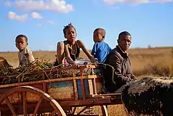 Zebu cart near Bezaha