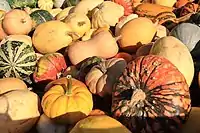 Cucurbita pepo was domesticated into several varieties of squash, pumpkin and melon.