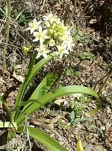 Chaparral Death CamasToxicoscordion fremontii