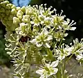 University of California Botanical Garden