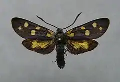 Yellow form