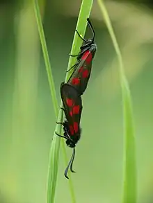 moth with black wings and red spots