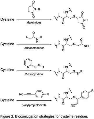 Figure 2. Bioconjugation strategies for cysteine residues.jpg