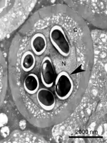 Enterospora nucleophila