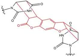 Chemical structure of DNA crosslink induced by Psoralen.