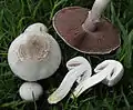 Agaricus xanthodermus