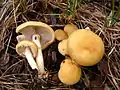 Agrocybe praecox