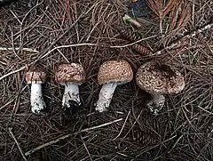 Agaricus benesii