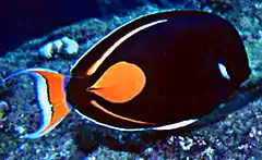 Acanthurus achilles