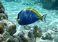 Acanthurus leucosternon