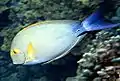 Acanthurus xanthopterus