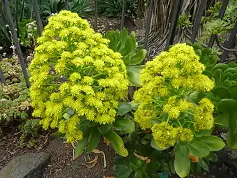 Aeonium undulatum