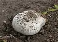 Agaricus bitorquis