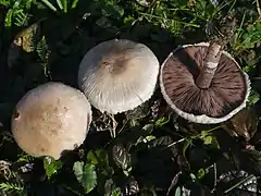 Agaricus comtulus