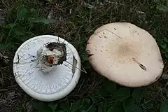 Agaricus urinascens