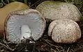 Agaricus subrufescens