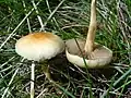 Agrocybe pediades