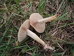 Agrocybe vervacti