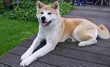 Hachiko