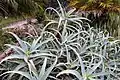 Aloes drzewiasty