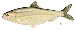 Alosa aestivalis