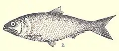 Alosa caspia