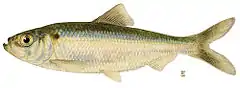 Alosa pseudoharengus