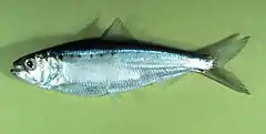 Alosa sapidissima