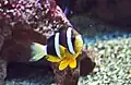 Amphiprion clarkii