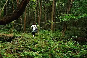 Las Aokigahara