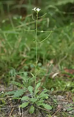 Rzodkiewnik pospolity Arabidopsis thaliana