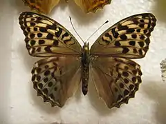 ♀ f. valesina