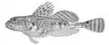 Artediellus camchaticus