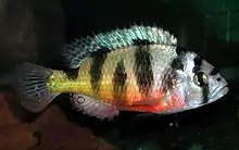 Haplochromis latifasciatus