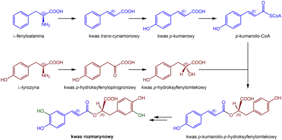 Biosynteza kwasu rozmarynowego