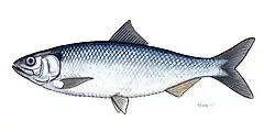 Alosa immaculata