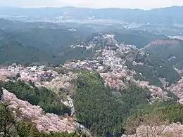 Sakura na górze Yoshino-yama (prefektura Nara)