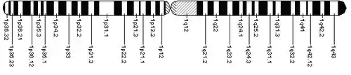 Chromosom 1