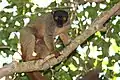 Eulemur fulvus