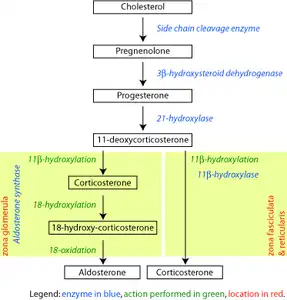 Szlak biosyntezy kortykosteroidów u szczura