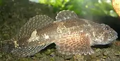 Cottus perifretum