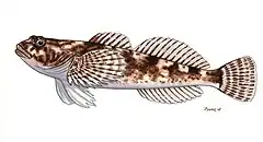 Cottus poecilopus