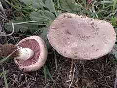 Agaricus cupreobrunneus