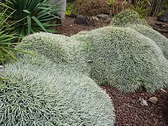 Deuterocohnia brevifolia