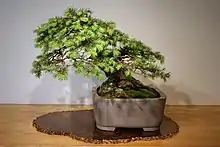 Zdjęcie daglezji zielonej w doniczce uformowanej na drzewko bonsai.